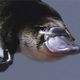 Image for article titled Legendary cryptids that turned out to be absolutely real